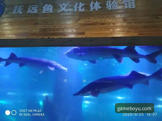 如何确保下载的博鱼体育官方正版是安全的？常见问题全解析